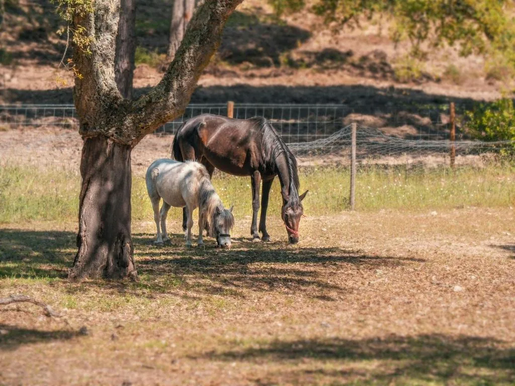Horses grazing under a cork oak